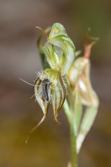 Pterostylis setifera