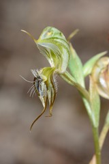Pterostylis setifera