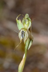 Pterostylis setifera