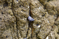 Echinolittorina interrupta