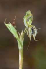 Pterostylis setifera