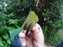 Euphonia anneae