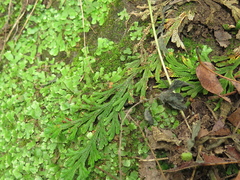 Selaginella novoleonensis