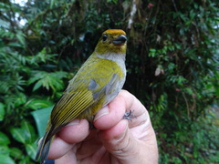 Euphonia anneae