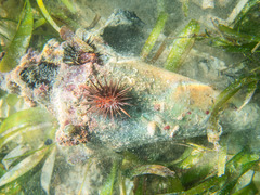 Echinometra lucunter