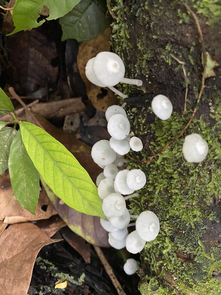 Clitocybula azurea · December 2021 · photo: © heimatlos (iNaturalist, cc0)