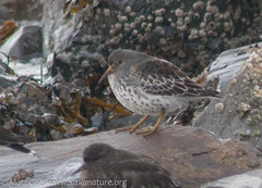 Calidris ptilocnemis