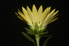 Xanthisma texanum drummondii