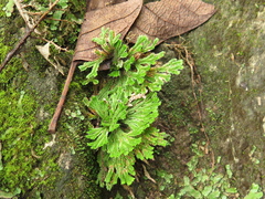 Selaginella pilifera