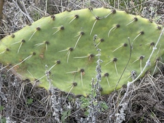 Opuntia × demissa