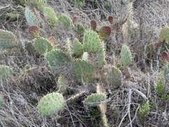 Opuntia × demissa