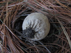 Lycoperdon molle