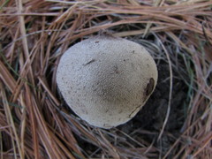 Lycoperdon molle