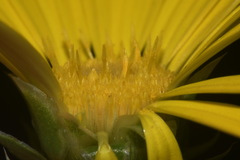 Xanthisma texanum drummondii