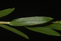 Xanthisma texanum drummondii