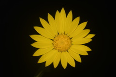 Xanthisma texanum drummondii