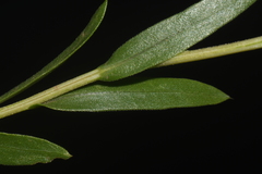 Xanthisma texanum drummondii