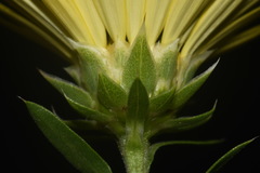 Xanthisma texanum drummondii