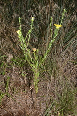 Xanthisma texanum drummondii