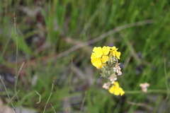 Goodenia stelligera