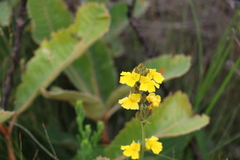 Goodenia stelligera