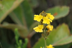 Goodenia stelligera