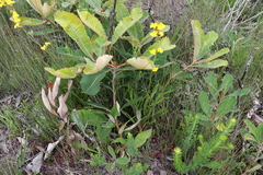 Goodenia stelligera