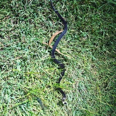 Cacophis harriettae