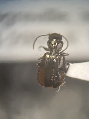 Syntomus americanus