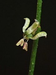 Gonocarpus micranthus micranthus