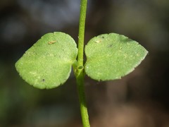 Gonocarpus micranthus micranthus