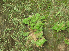 Selaginella pilifera