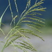 Guinea Grass - Photo no rights reserved, uploaded by 葉子