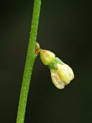 Gonocarpus micranthus micranthus
