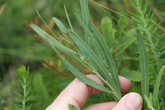 Acacia suaveolens