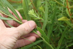 Acacia suaveolens