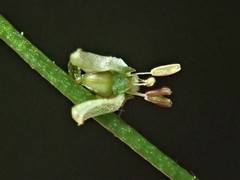Gonocarpus micranthus micranthus