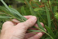 Acacia suaveolens