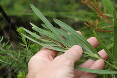 Acacia suaveolens