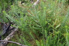 Acacia suaveolens