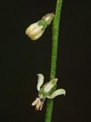 Gonocarpus micranthus micranthus
