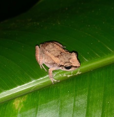 Eleutherodactylus johnstonei