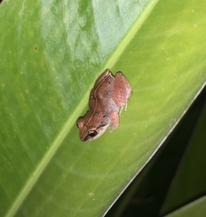 Eleutherodactylus johnstonei