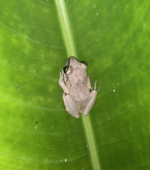 Eleutherodactylus johnstonei