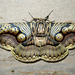 Hearsey's Owl Moth - Photo (c) Chun Xing Wong, some rights reserved (CC BY-NC)