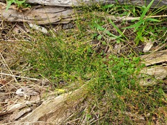 Gonocarpus micranthus micranthus