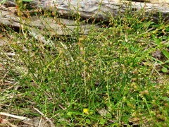 Gonocarpus micranthus micranthus