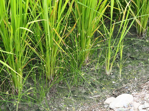 Image of Schoenoplectiella juncoides by no rights reserved