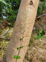 Gonocarpus micranthus micranthus