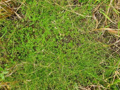 Gonocarpus micranthus micranthus